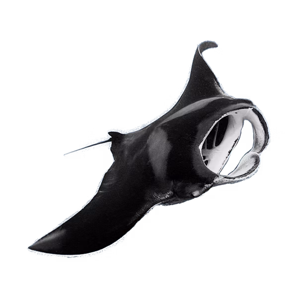 Deep Blue Scuba maldives manta