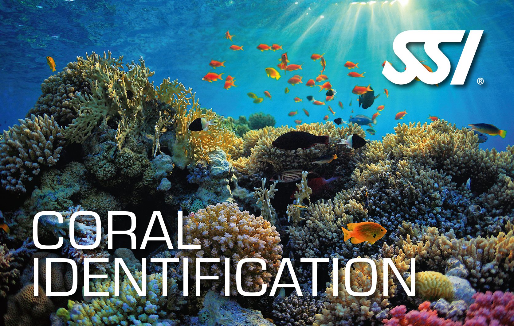 SSI Coral Identification Course | SSI Coral Identification | Coral Identification | Deep Blue Scuba | Scuba Course
