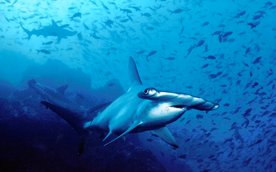 Hammerhead Shark | Anilao Philippines | Anilao | Philippines | Deep Blue Scuba | Scuba Trips