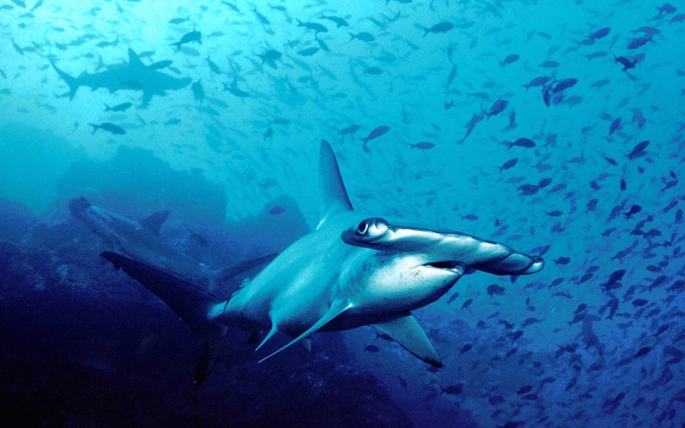 Hammerhead Shark | Anilao Philippines | Anilao | Philippines | Deep Blue Scuba | Scuba Trips