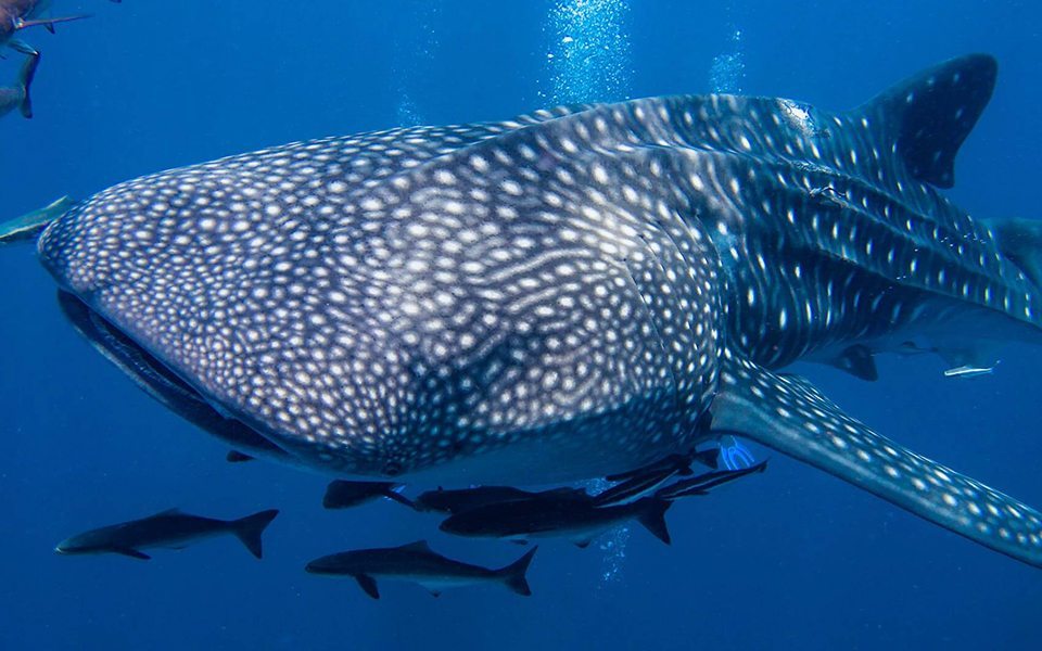 Whale Shark Phuket | Phuket | Thailand | Phuket Thailand | Whale Shark | Scuba Trips | Deep Blue Scuba