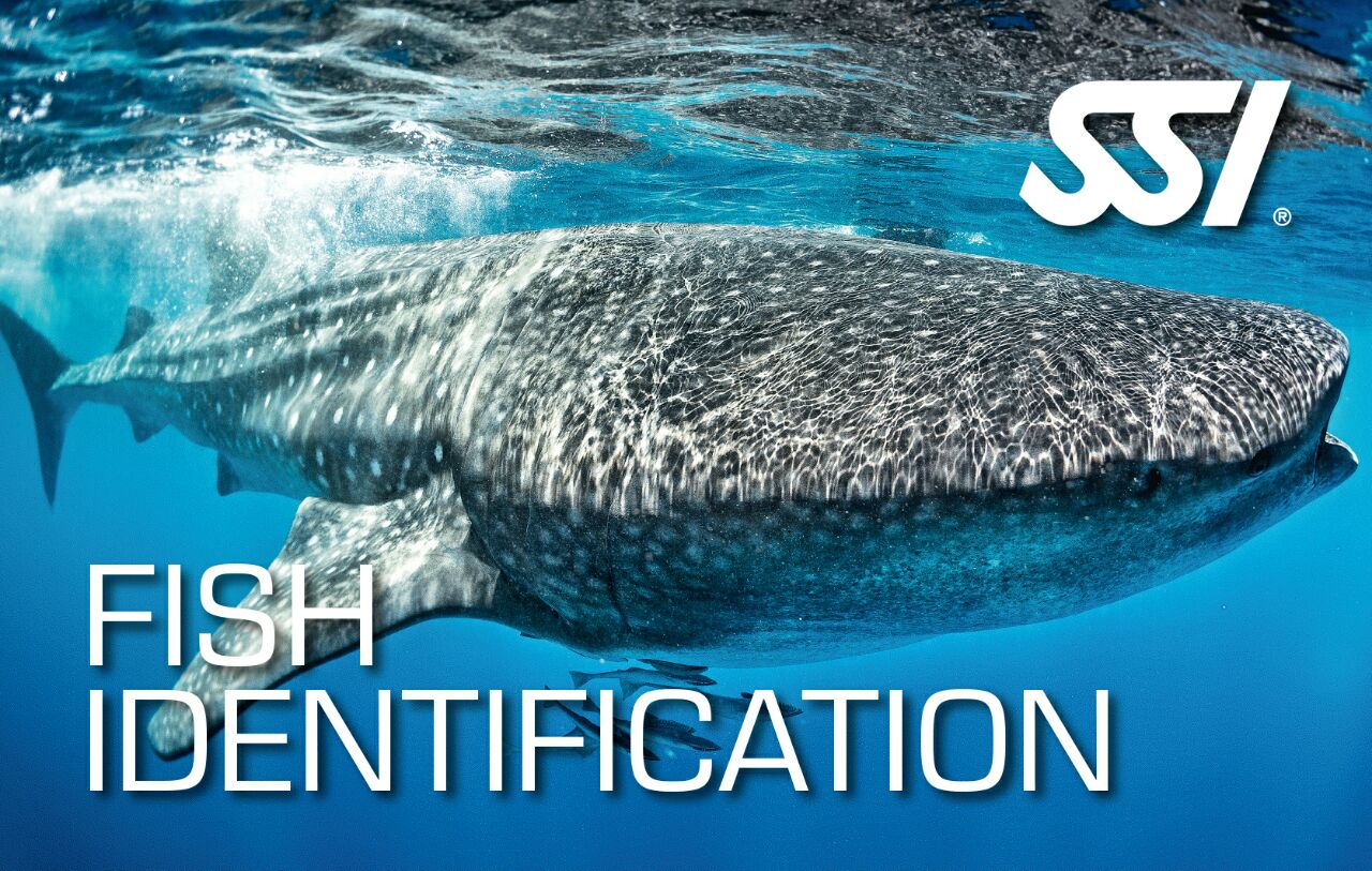SSI Fish Identification Course | SSI Fish Identification | Fish Identification | Deep Blue Scuba | Scuba Course