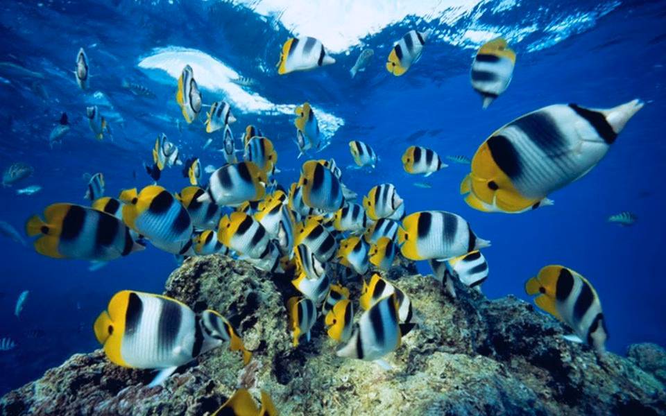 Manado Marine | Manado | Indonesia | Manado Indonesia | Scuba Trips | Marine | Marine Life | Deep Blue Scuba