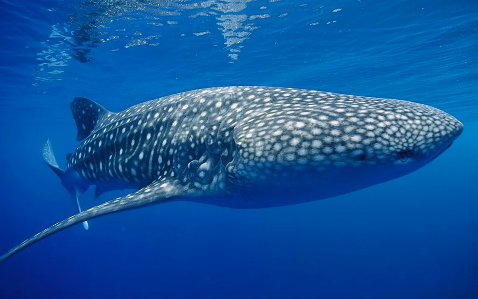 Whale Shark Similan | Whale Shark | Similan | Thailand | Similan Thailand | Scuba Trips | Deep Blue Scuba